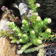 Alchemilla hispidula