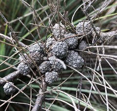 Allocasuarina pusilla