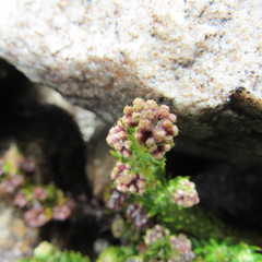 Alchemilla hispidula