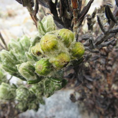 Monticalia guicanensis