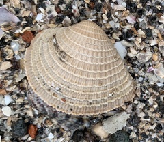 Chionopsis amathusia