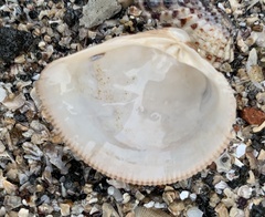 Chionopsis amathusia