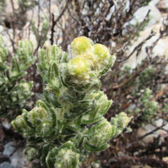 Monticalia guicanensis