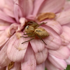 Oxyopes punctatus