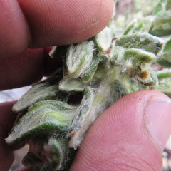 Monticalia guicanensis