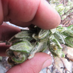 Monticalia guicanensis