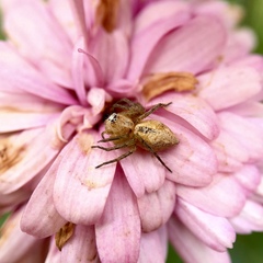 Oxyopes punctatus