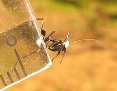 Phyllocrania paradoxa