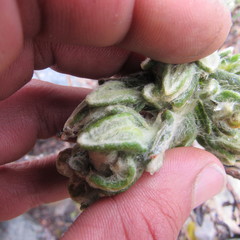 Monticalia guicanensis