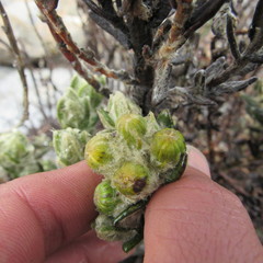 Monticalia guicanensis