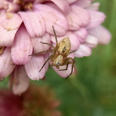 Oxyopes punctatus
