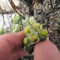 Monticalia guicanensis