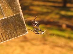 Phyllocrania paradoxa