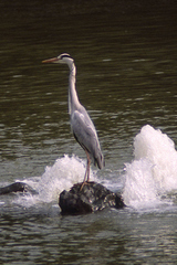 Ardea cinerea