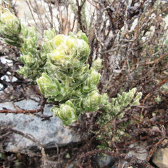 Monticalia guicanensis