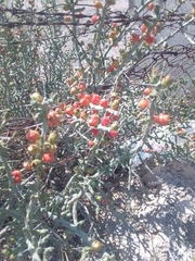 Cylindropuntia leptocaulis
