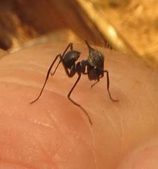 Phyllocrania paradoxa