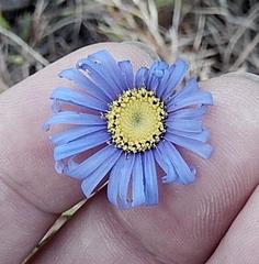 Felicia minima