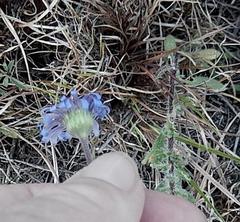 Felicia minima