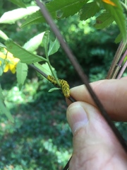 Cirrhophanus triangulifer