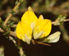 Aspalathus acuminata acuminata