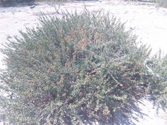 Cylindropuntia leptocaulis