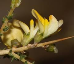 Aspalathus acuminata acuminata
