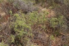 Aspalathus acuminata acuminata