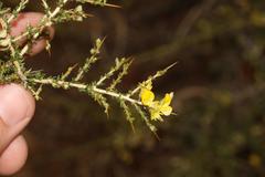Aspalathus acuminata acuminata