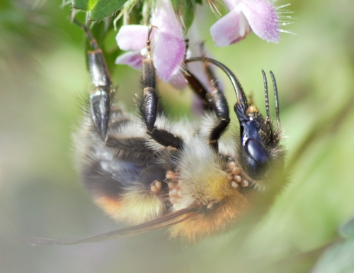 Photo of Cousinly Bumble Bee (Bombus consobrinus)