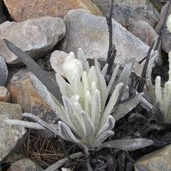 Senecio cocuyanus