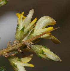 Aspalathus acuminata acuminata
