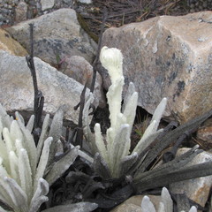 Senecio cocuyanus