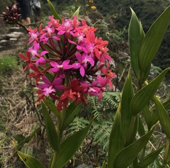 Epidendrum secundum