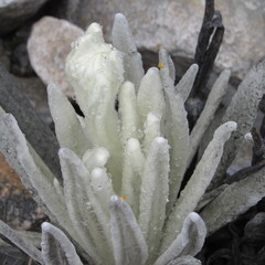 Senecio cocuyanus