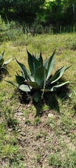 Agave applanata