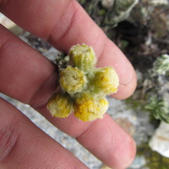 Monticalia guicanensis