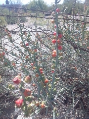 Cylindropuntia leptocaulis