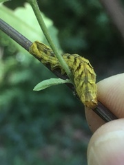 Cirrhophanus triangulifer