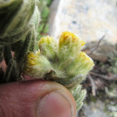 Monticalia guicanensis