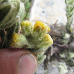 Monticalia guicanensis