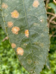 Cephaleuros