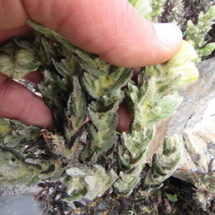 Monticalia guicanensis