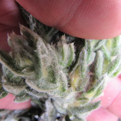 Monticalia guicanensis