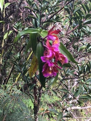 Sobralia dichotoma