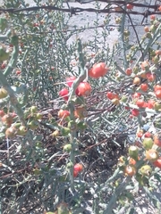 Cylindropuntia leptocaulis