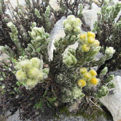 Monticalia guicanensis