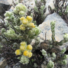 Monticalia guicanensis