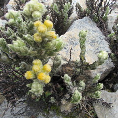 Monticalia guicanensis