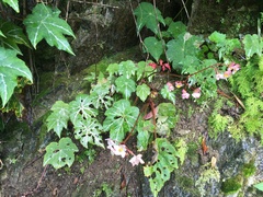Begonia acerifolia